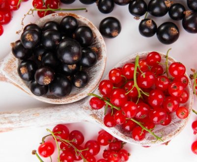 Госпродпотребслужба України попереджає про можливу появу дрозофіли Сузукі