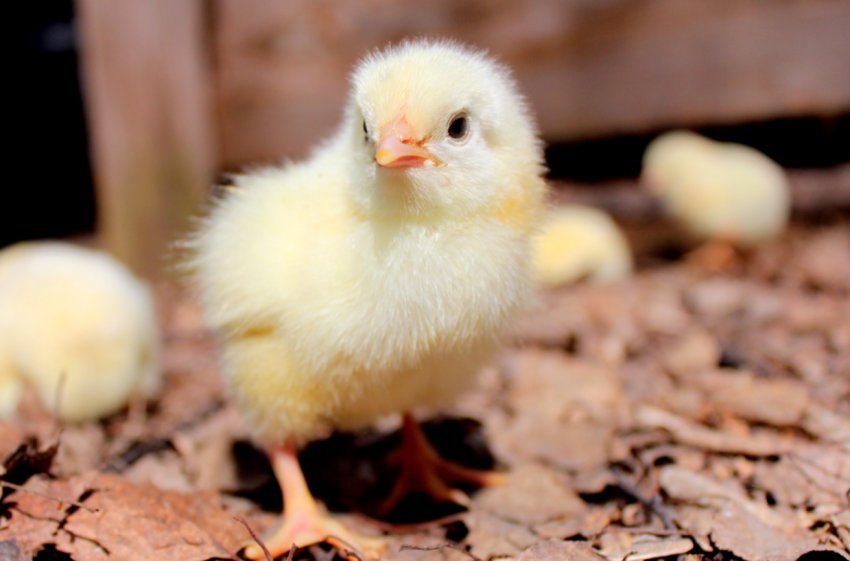 Волинський птахокомплекс «Губин» мінімізує використання газу для опалення