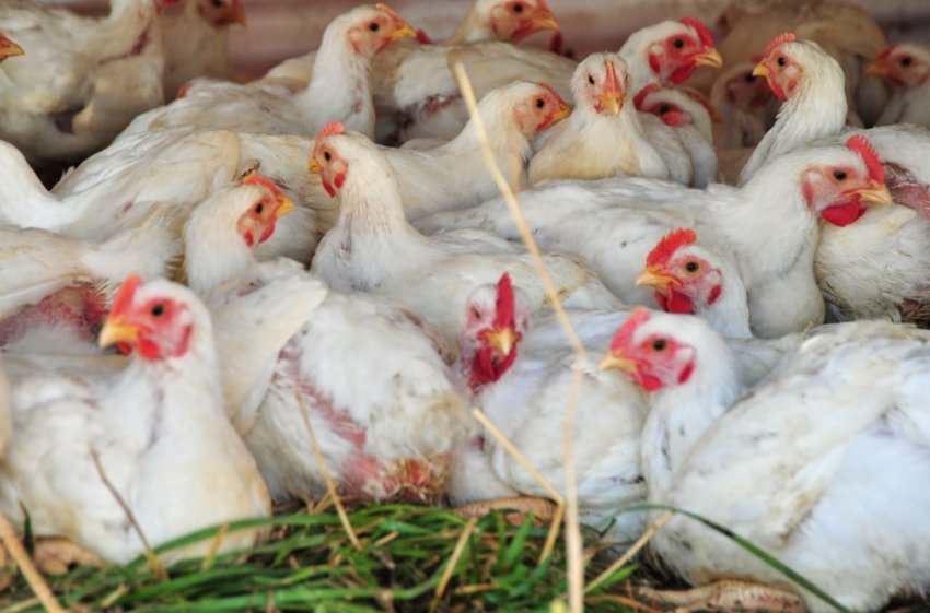 Волинський птахокомплекс «Губин» мінімізує використання газу для опалення