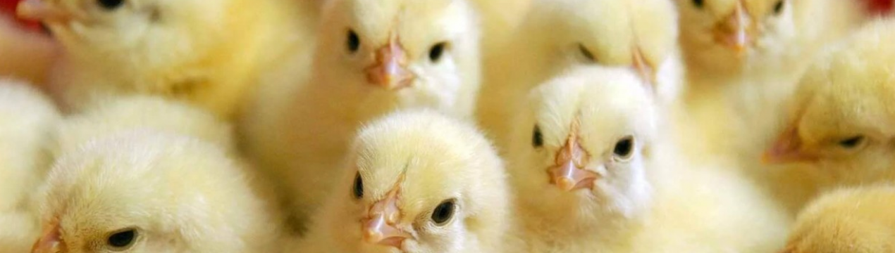 Волинський птахокомплекс «Губин» мінімізує використання газу для опалення