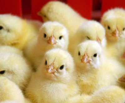 Волинський птахокомплекс «Губин» мінімізує використання газу для опалення