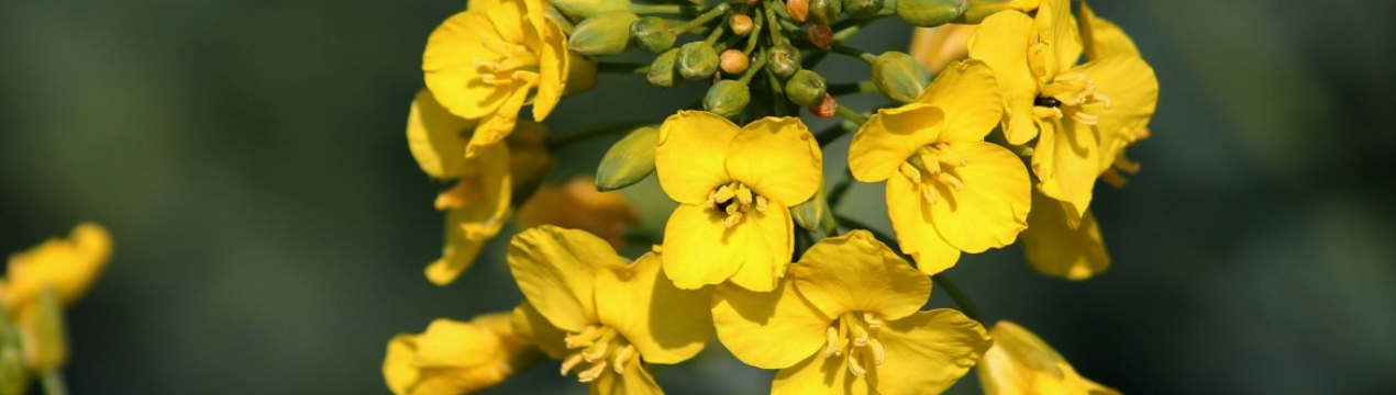Посівам озимого ріпаку України загрожують хрестоцвіті блішки