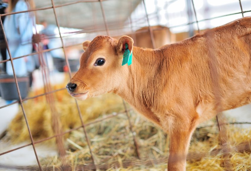 Породисті корови з Данії прибули в Ставропольський край