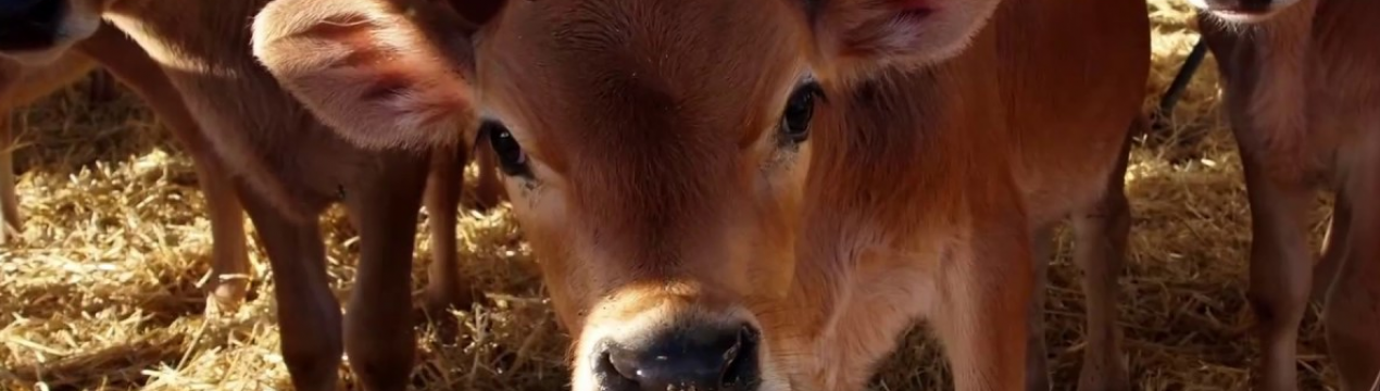 Породисті корови з Данії прибули в Ставропольський край