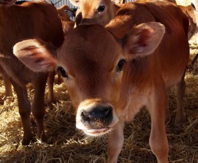 Породисті корови з Данії прибули в Ставропольський край