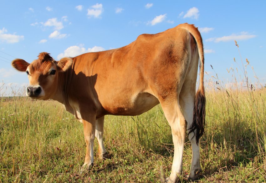 Породисті корови з Данії прибули в Ставропольський край