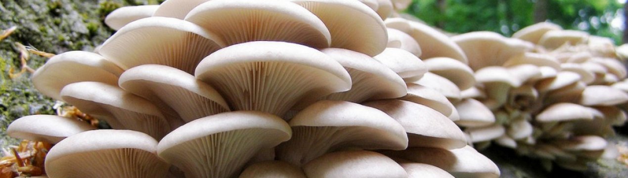 Що можна приготувати з грибів глив вешенок