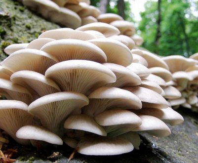 Що можна приготувати з грибів глив вешенок