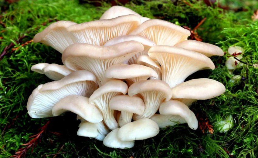 Гриби гливи Гриби гливи