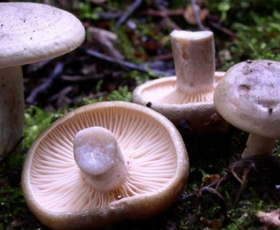 Як засолити сірушки смачно і швидко?