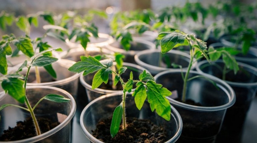 Розсада томатів Розсада томатів