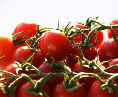 Помідори черрі: особливості вирощування та догляду у відкритому грунті і в теплиці