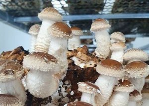 Екзотичні гриби почали вирощувати на Закарпатті Екзотичні гриби почали вирощувати на Закарпатті