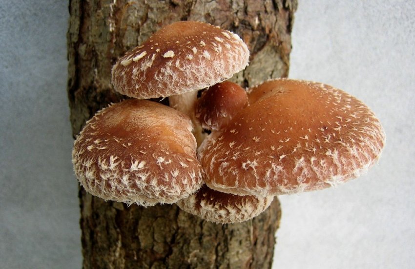 Екзотичні гриби почали вирощувати на Закарпатті Екзотичні гриби почали вирощувати на Закарпатті