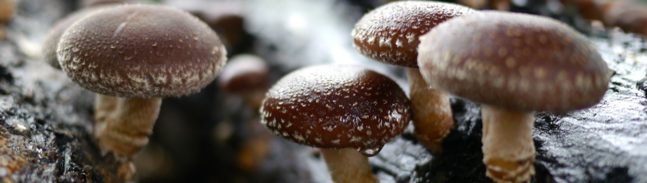 Екзотичні гриби почали вирощувати на Закарпатті