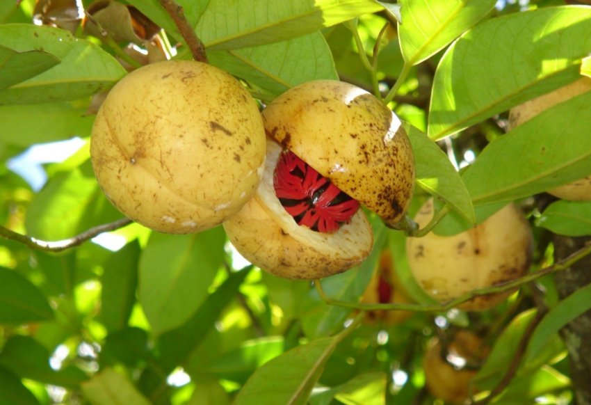 Три тисячі гектарів сільгоспугідь Індії постраждали від мусону Три тисячі гектарів сільгоспугідь Індії постраждали від мусону