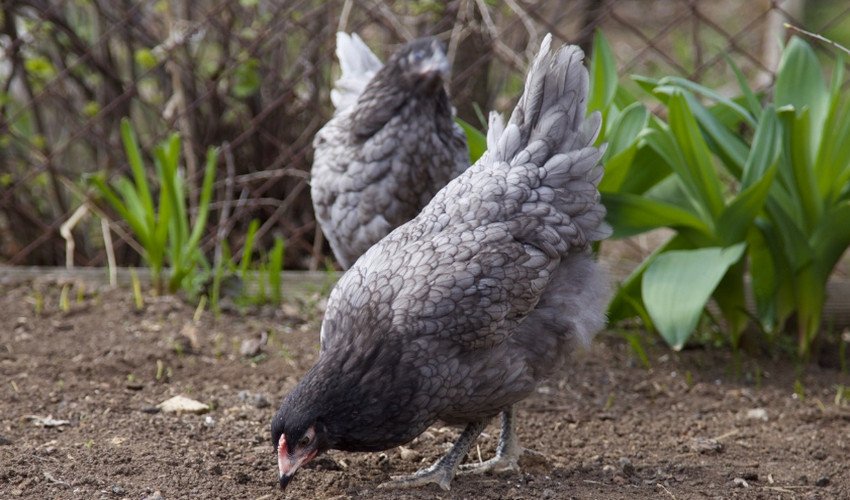 Кури Домінант