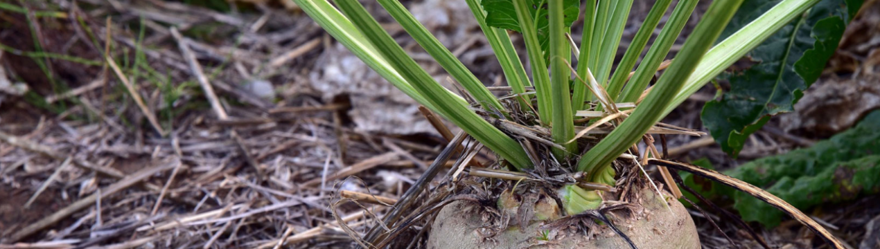 У Німеччині зростає популярність органічної буряків