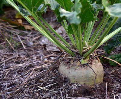 У Німеччині зростає популярність органічної буряків