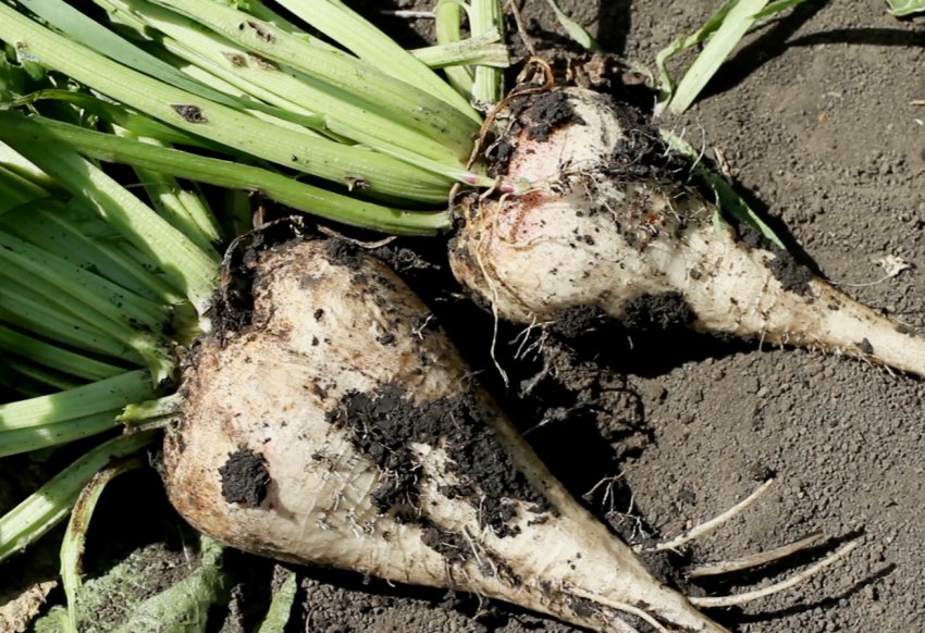 У Німеччині зростає популярність органічної буряка