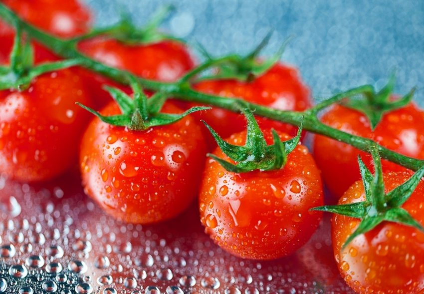 Футболки з томатів будуть робити у Франції Футболки з томатів будуть робити у Франції