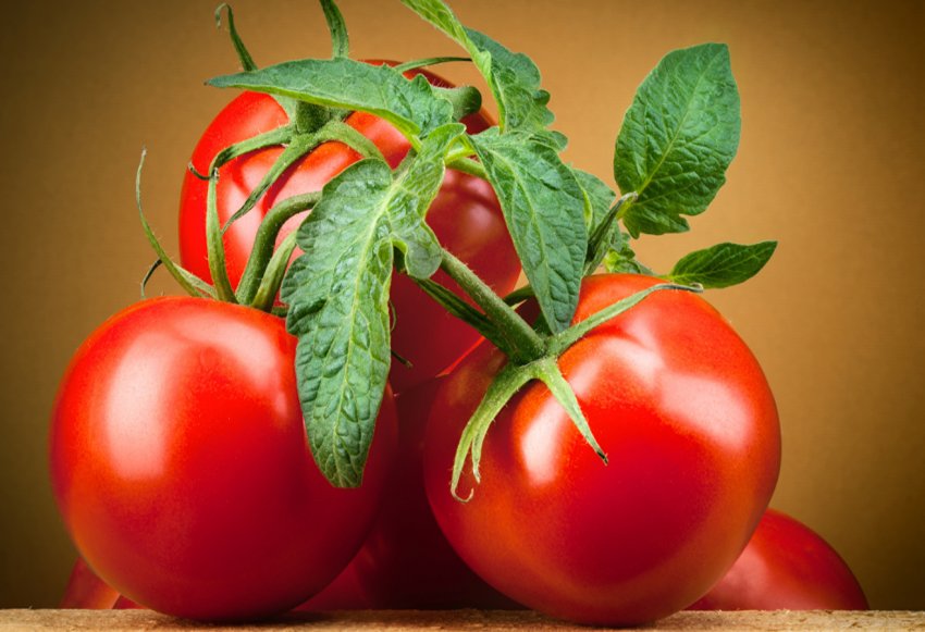 Футболки з томатів будуть робити у Франції Футболки з томатів будуть робити у Франції