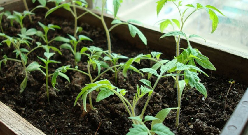Розсада томатів на балконі Розсада томатів на балконі