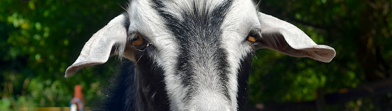 Херсонський «Агробізнес» планує подвоїти поголів'я кіз в 2020 році