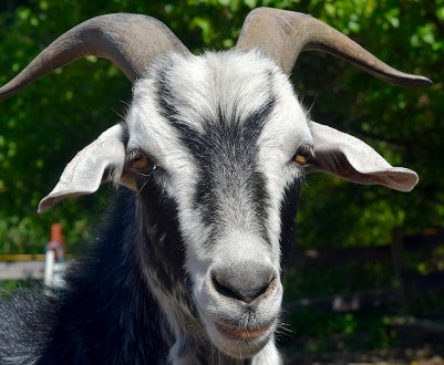 Херсонський «Агробізнес» планує подвоїти поголів'я кіз в 2020 році