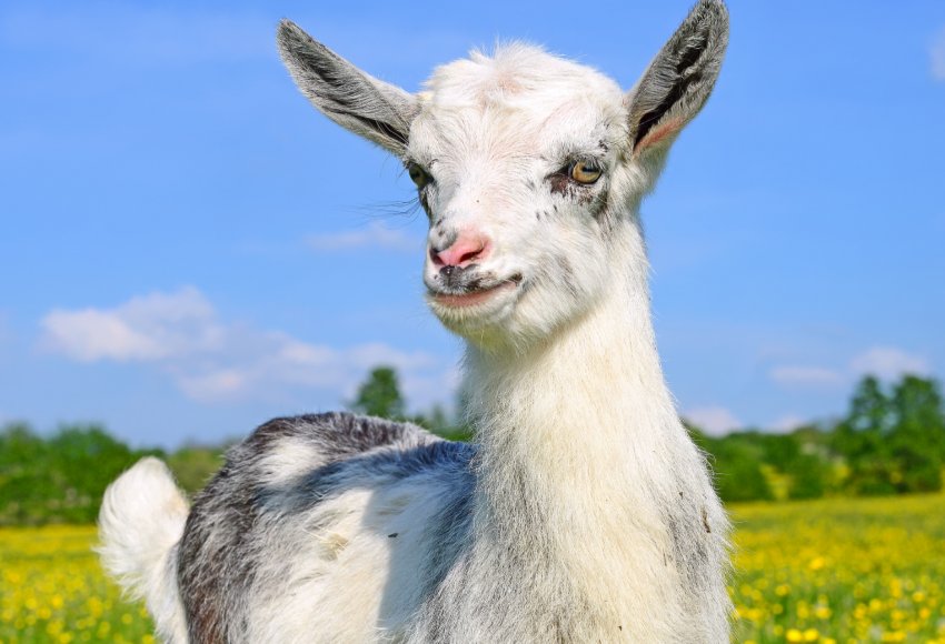 Херсонський «Агробізнес» планує подвоїти поголів'я кіз в 2020 році Херсонський «Агробізнес» планує подвоїти поголів'я кіз в 2020 році