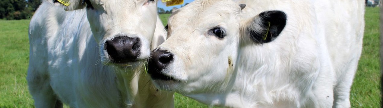 Голландські фермери використовують оригінальну пастку для мух