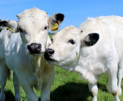 Голландські фермери використовують оригінальну пастку для мух 