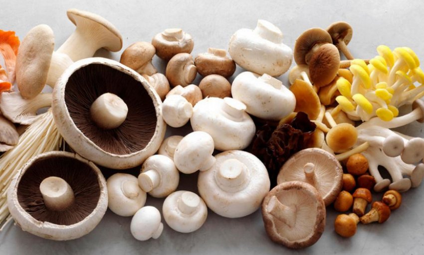 Різні види грибів