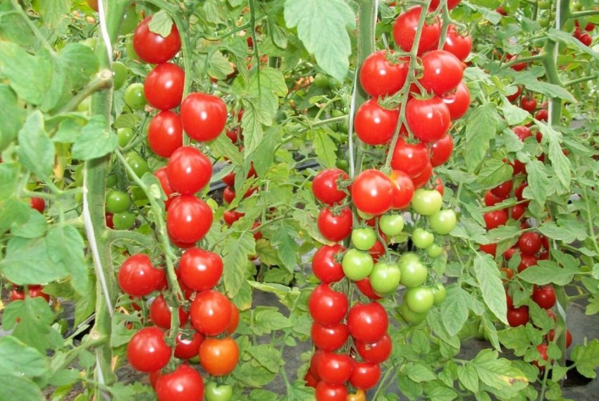 «Вишневидный сорт»