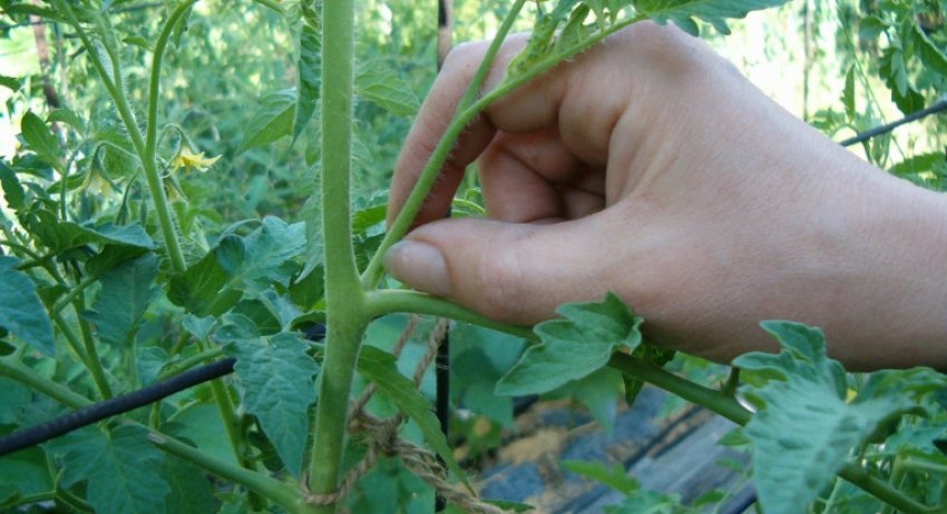 Пасинкування помідорів Пасинкування помідорів