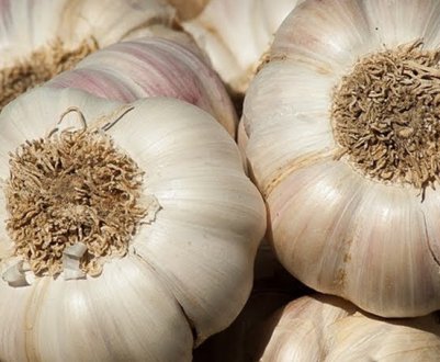 Як виростити часник великими головками