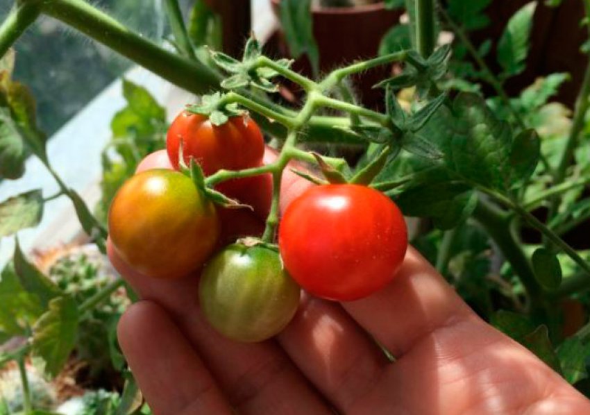 «Городянин F1»