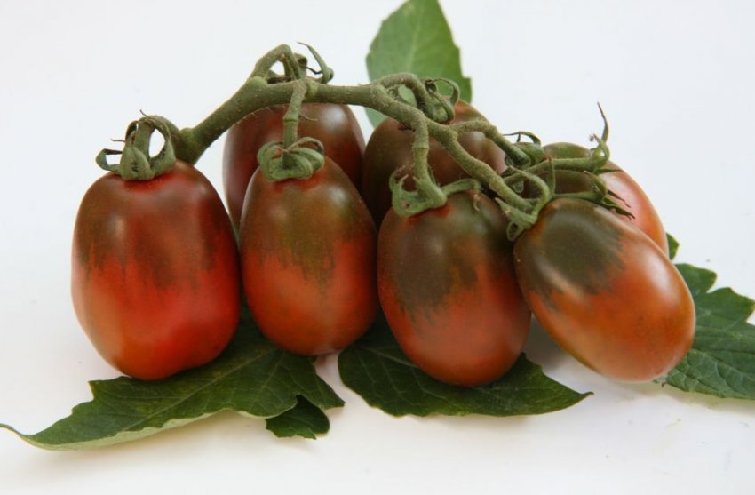 «Шоколадка»