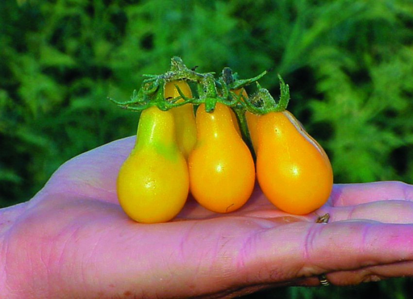 Томат грушевидный перчик. Томат черри желтый грушевидный. Томат ред пэар. Томаты сорта груша. Томаты сорта груша.