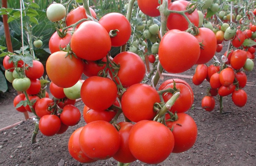 «Гордість Сибіру»