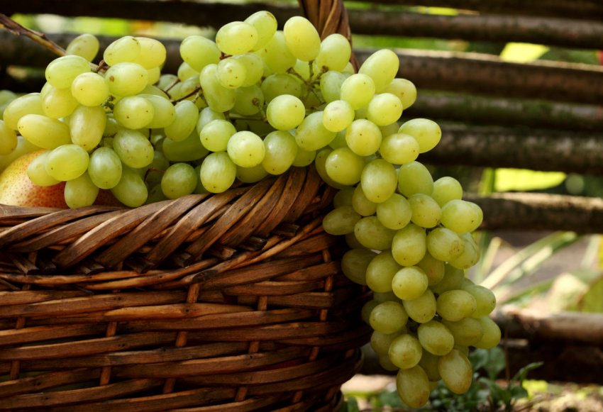 Українські виноградарі скаржаться на низьку рентабельність вирощування ягоди