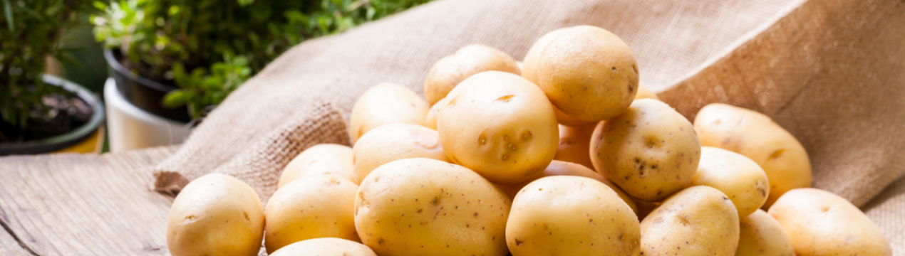 Кольоровий картопля вивели українські вчені