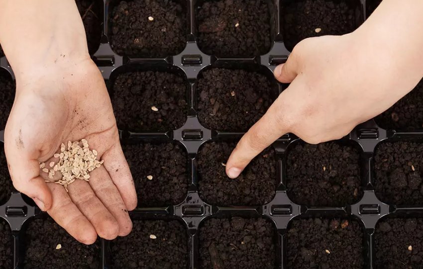 Посів насіння