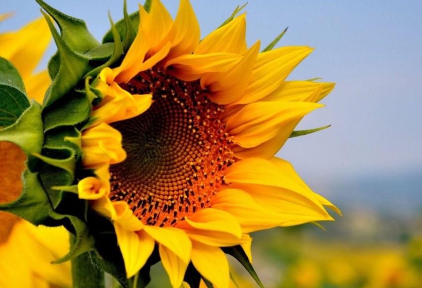 Найвищу врожайність кукурудзи отримали аграрії трьох областей України Найвищу врожайність кукурудзи отримали аграрії трьох областей України