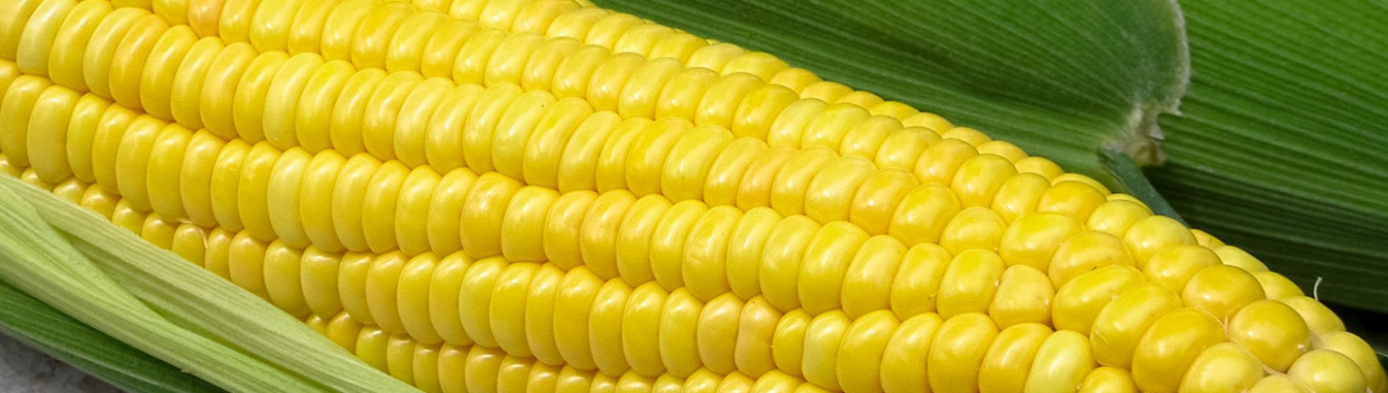 Найвищу врожайність кукурудзи отримали аграрії трьох областей України