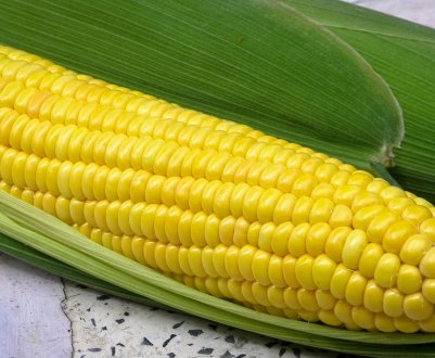 Найвищу врожайність кукурудзи отримали аграрії трьох областей України