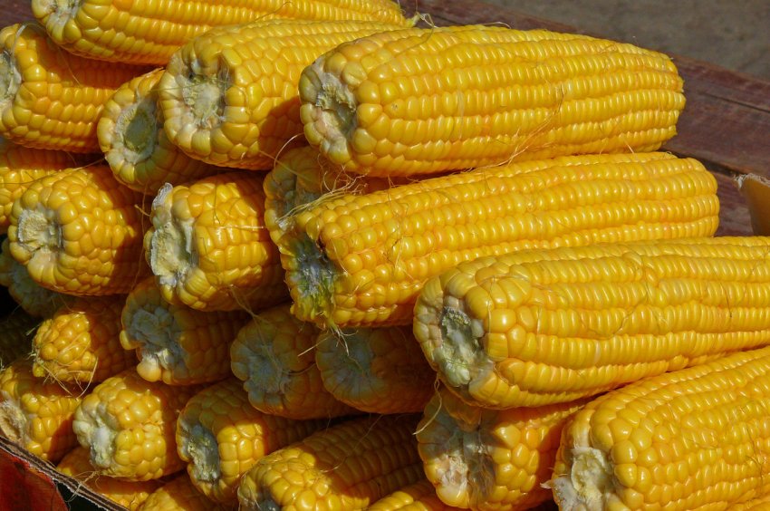 Найвищу врожайність кукурудзи отримали аграрії трьох областей України Найвищу врожайність кукурудзи отримали аграрії трьох областей України