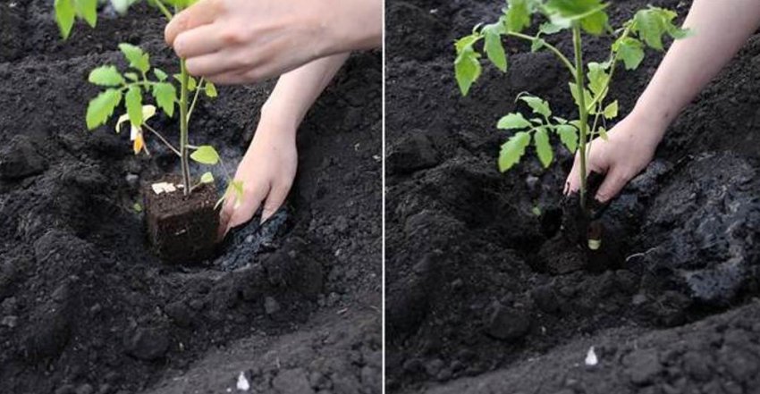 Висадка розсади в грунт