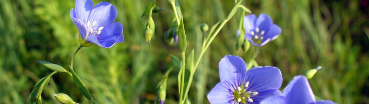 Американські селекціонери вивели високоврожайний сорт льону
