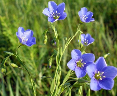 Американські селекціонери вивели високоврожайний сорт льону